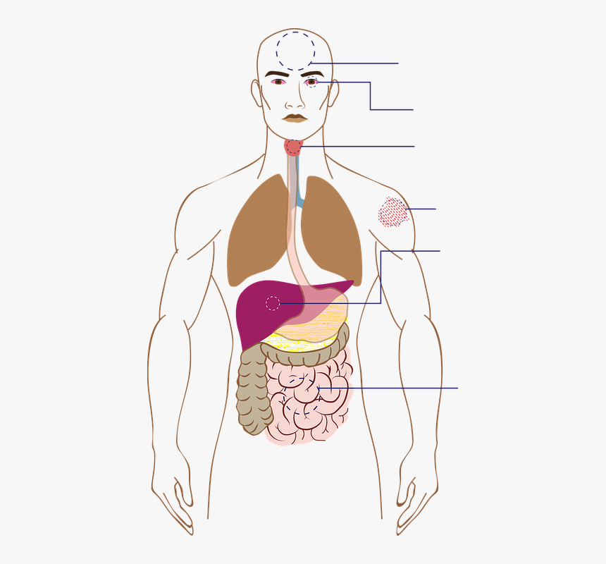 Cartoon, HD Png Download