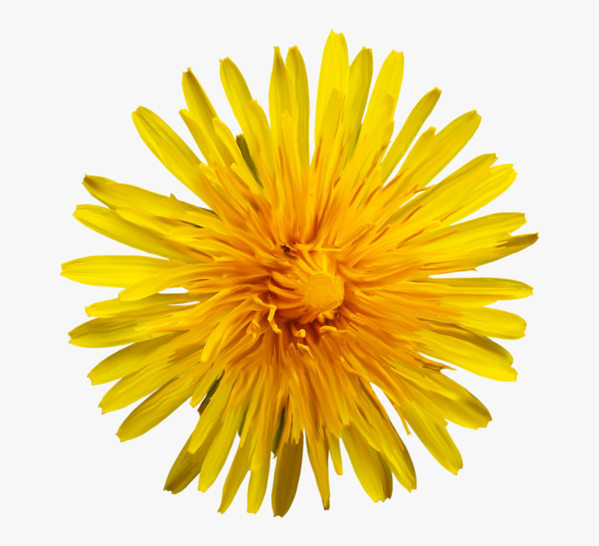 Oxford High School Sunflower, HD Png Download