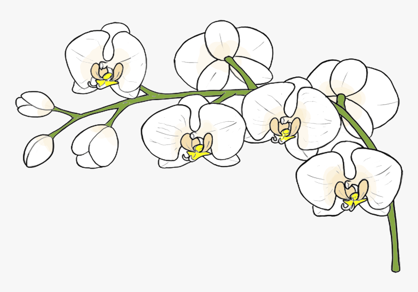 Moth Orchid, HD Png Download