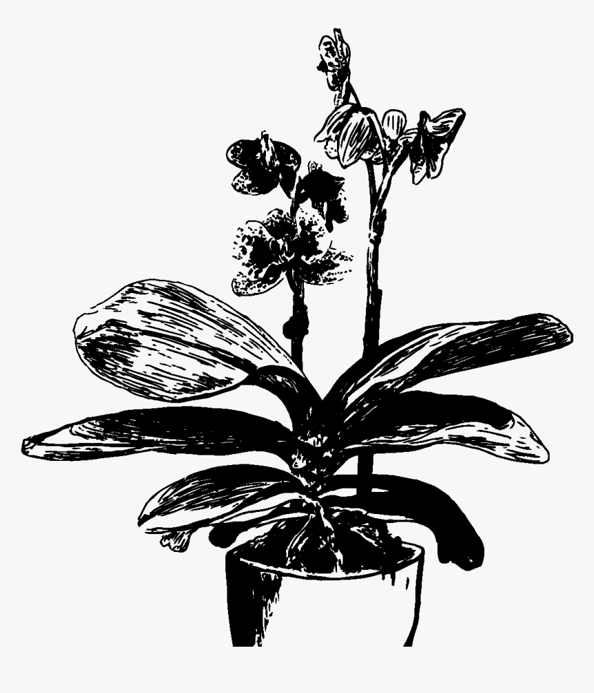 Orchid - Cattlianthe Jewel Box, HD Png Download