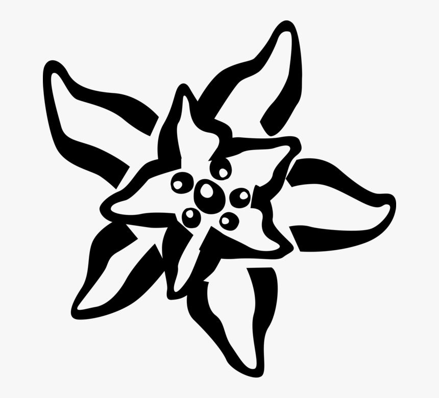 Vector Illustration Of Marine Invertebrate Starfish, HD Png Download