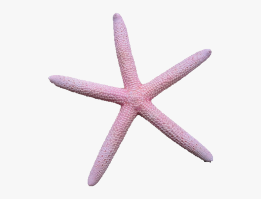 Vector Free Library Asteroidea On Emaze - Starfish, HD Png Download