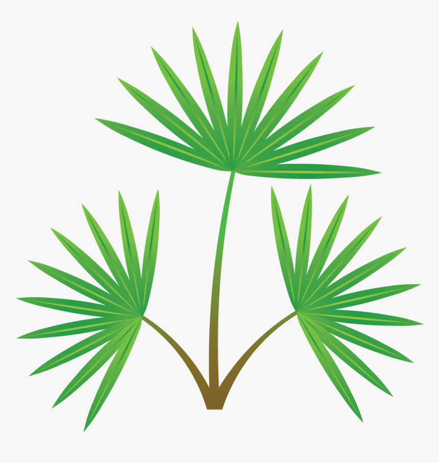 Palm Tree Section, HD Png Download