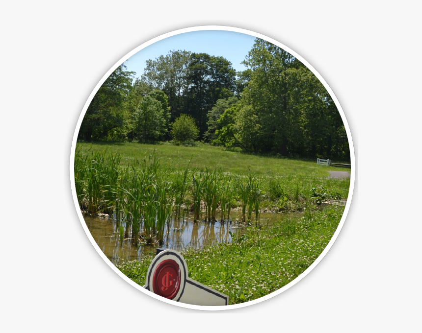 Grass, HD Png Download