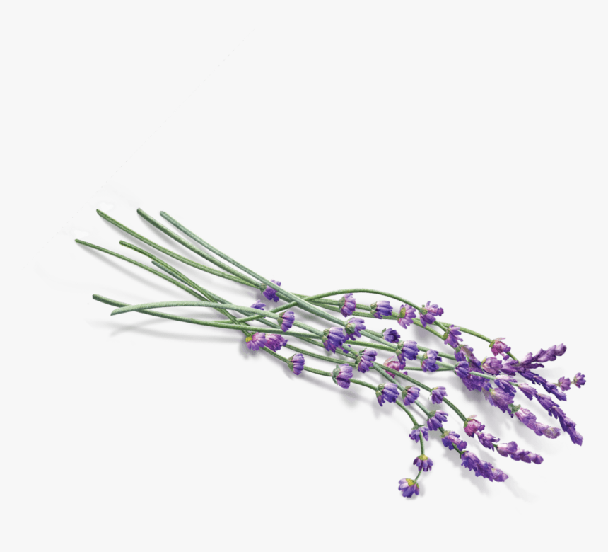 Transparent Background Lavender Png, Png Download