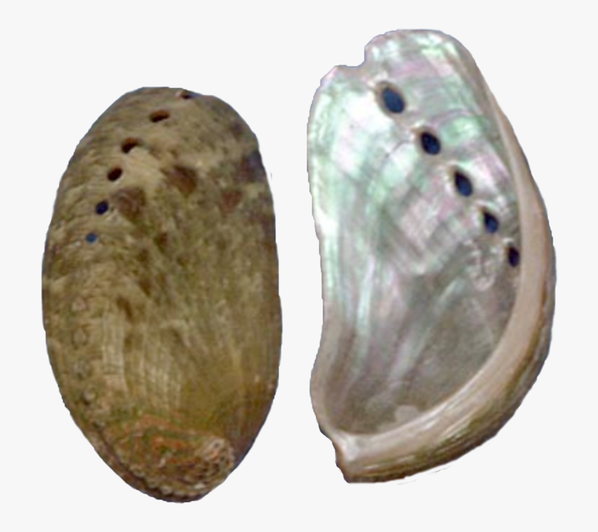 Donkey Ear 2-2 - Earrings, HD Png Download