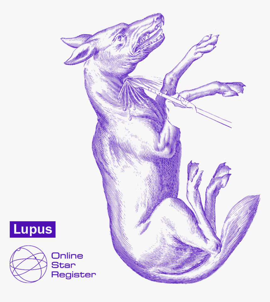 Transparent Star Wolf Png - Sketch, Png Download