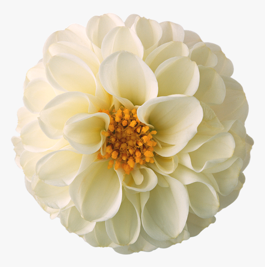 Mi Artista Favorito Es - Flores Png Para Photoscape, Transparent Png