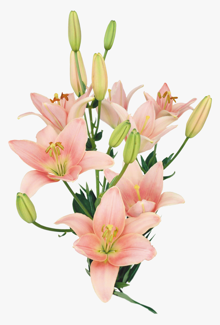 Ramo De Flores Naturales Png, Transparent Png