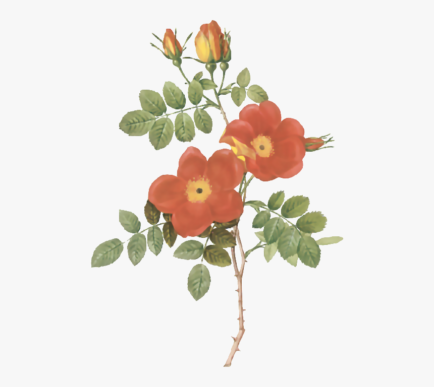 Transparent Vectores De Flores Png - Rose Austrian Briar Rose, Png Download