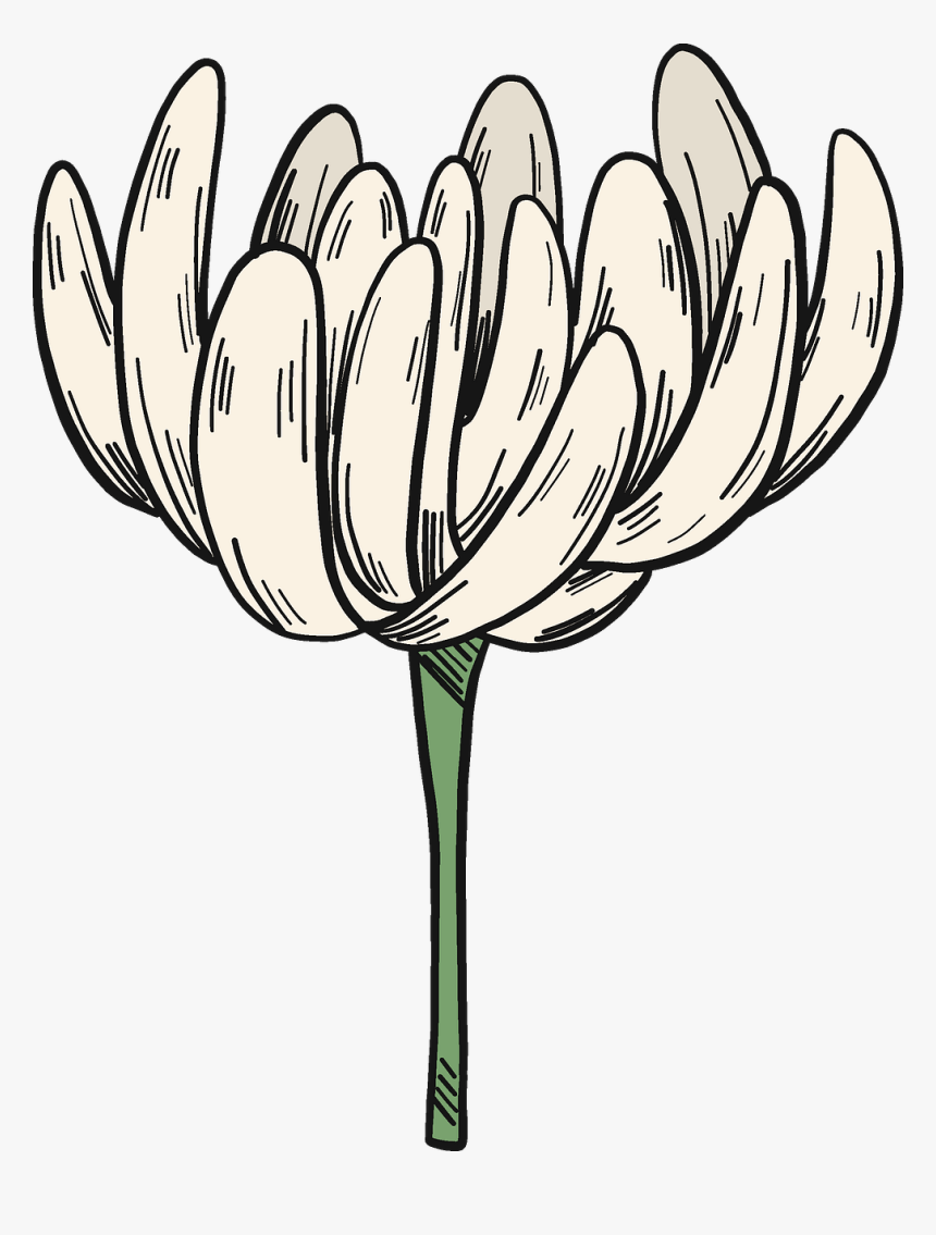 White Clover Flower Clipart - Tulip, HD Png Download