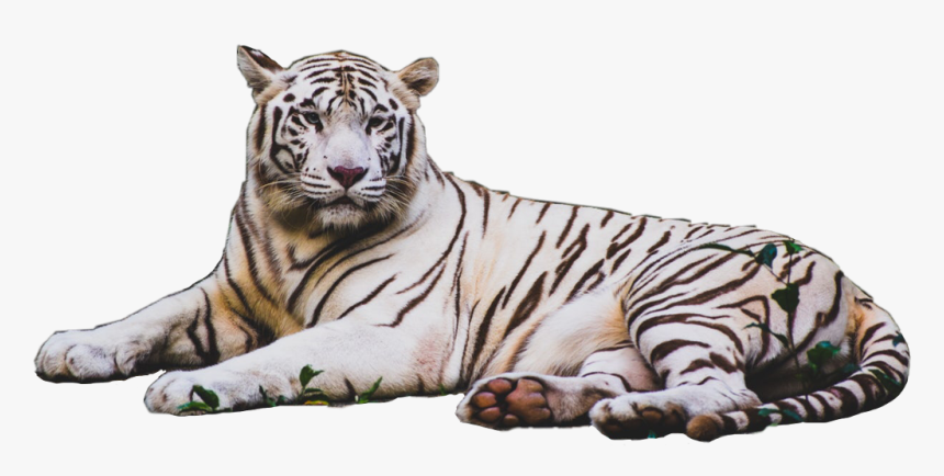 Transparent Tiger Stripes Png - Tiger Pics White Hd, Png Download