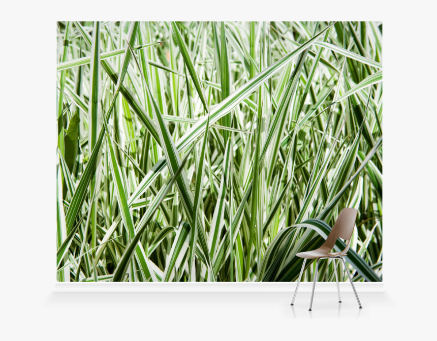 Sweet Grass, HD Png Download