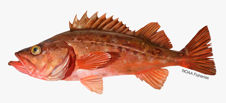 Illustration Of A Bocaccio Rockfish - Bocaccio Rockfish, HD Png Download