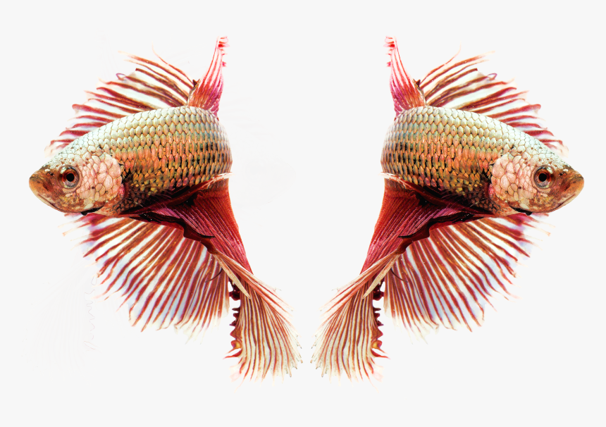 Siamese Fighting Ornamental Fish Red Transparent Background - Siamese Fighting Fish, HD Png Download