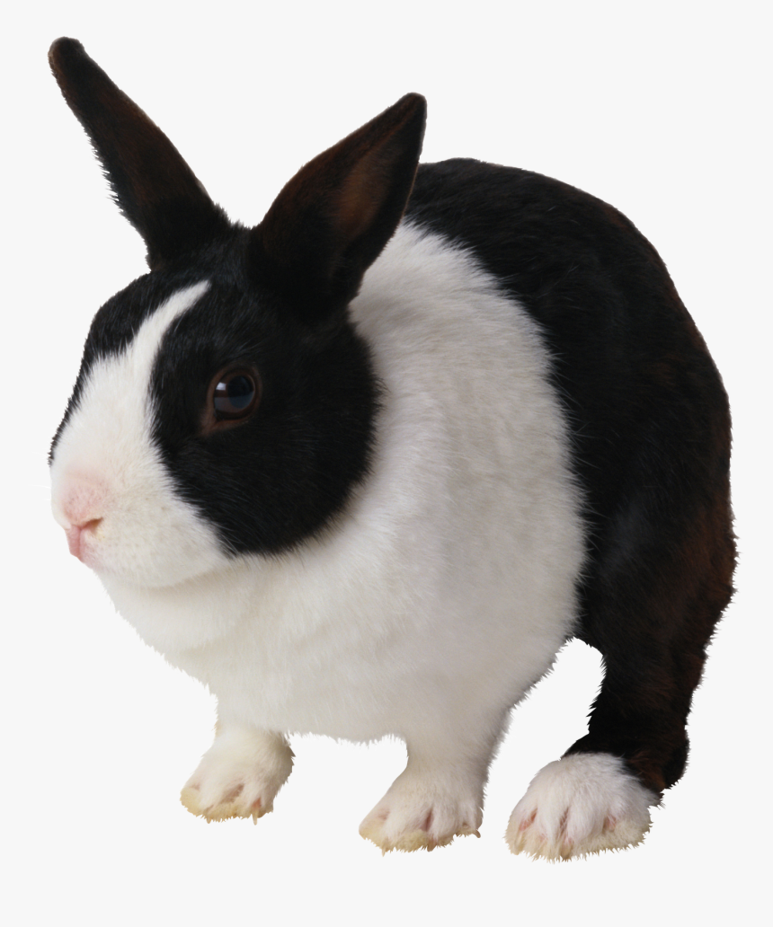 Black & White Rabbit, HD Png Download