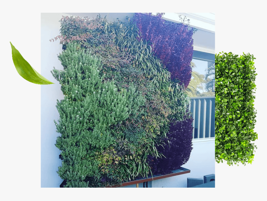 Palmyra Vertical Garden - Fir, HD Png Download