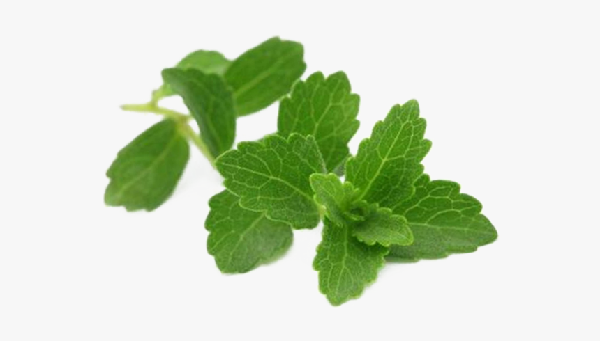 Spearmint, HD Png Download