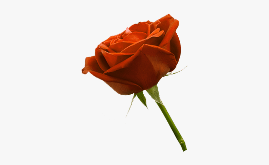 Floribunda, HD Png Download