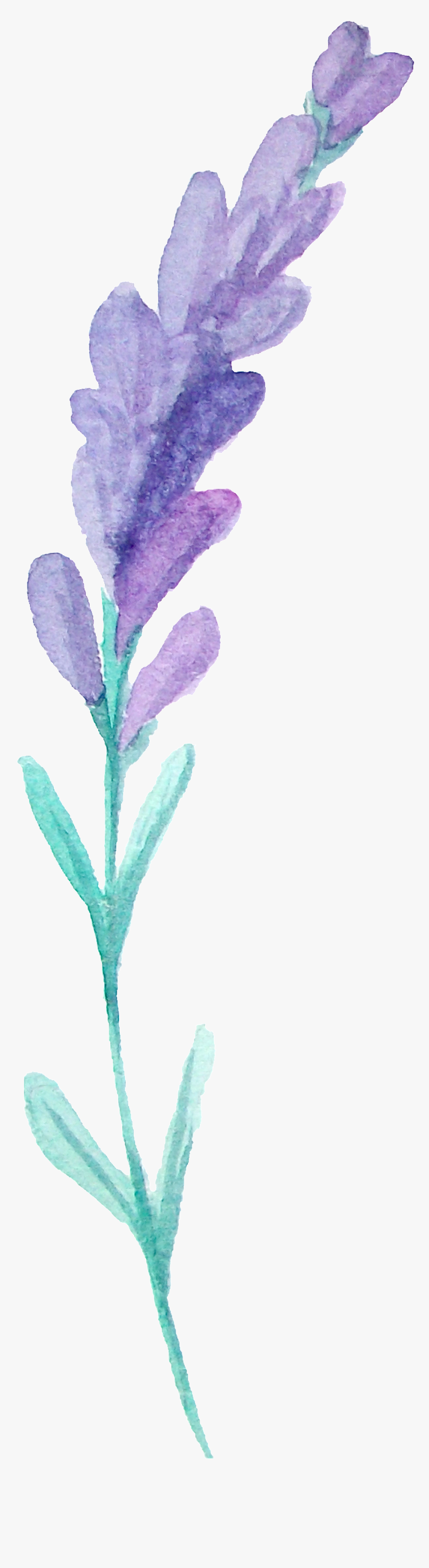 This Graphics Is Hair Flower Branches Transparent Decorative - Lavandula Dentata, HD Png Download