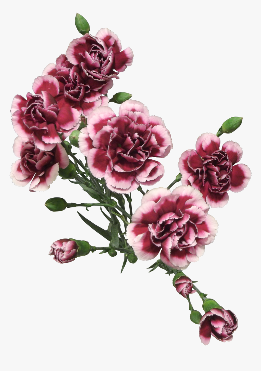 Transparent Painted Flowers Png, Png Download