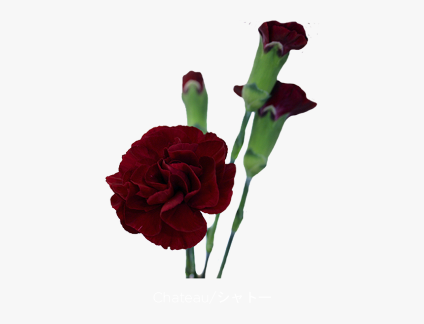 Spray Of Burgundy Carnations, HD Png Download