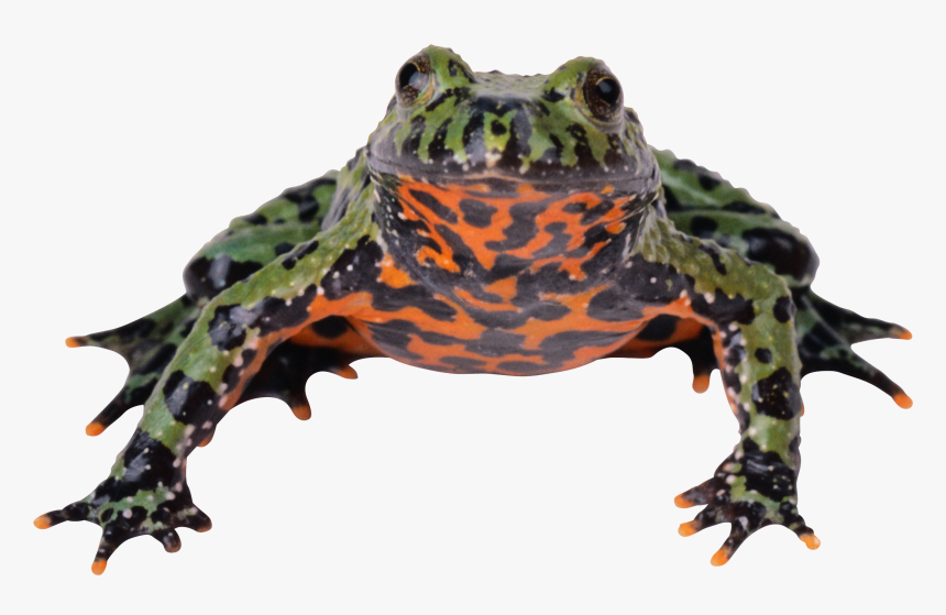 Frog Png - Fire Bellied Toad Transparent, Png Download