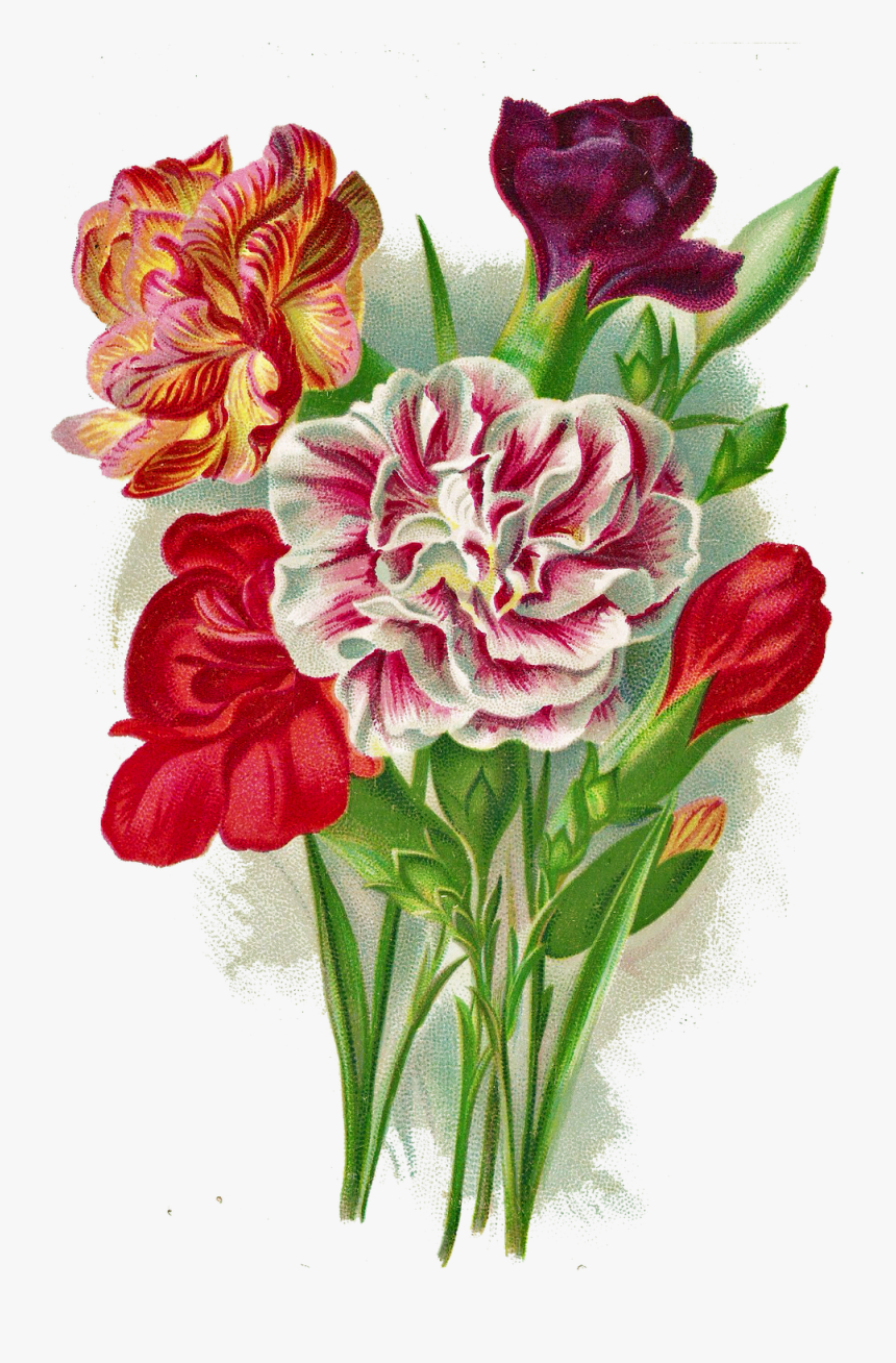 Tanti Auguri Di Buon Onomastico Rosa Hd Png Download Transparent Png Image Pngitem