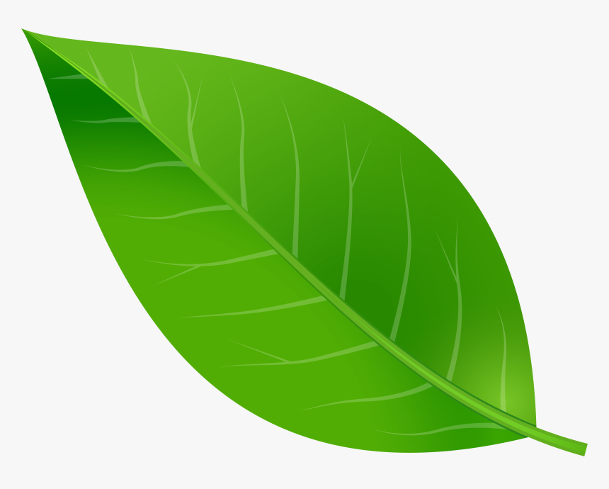 Leaf Clip Art, HD Png Download