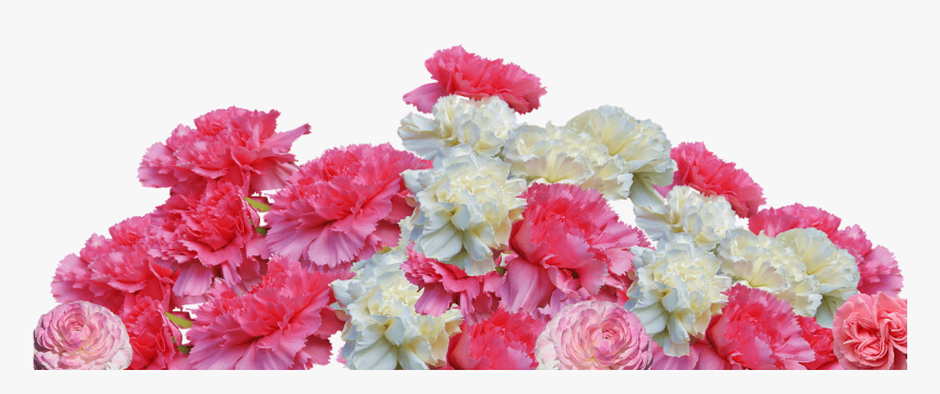 康乃馨 花 Png, Transparent Png