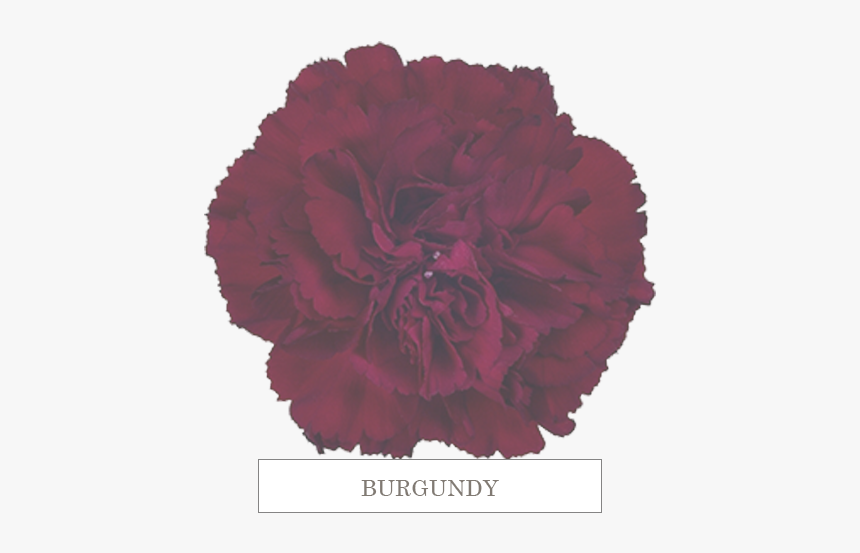 Burgundy - Carnation, HD Png Download