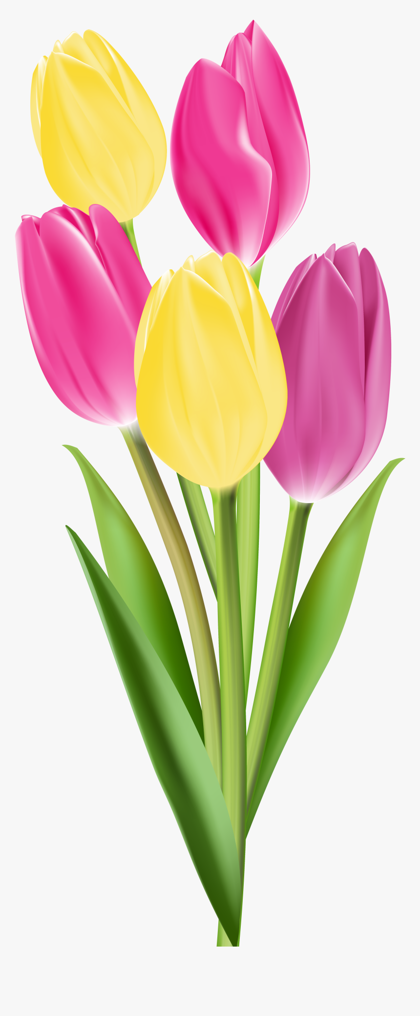 Tulip Flower Hd Png, Transparent Png