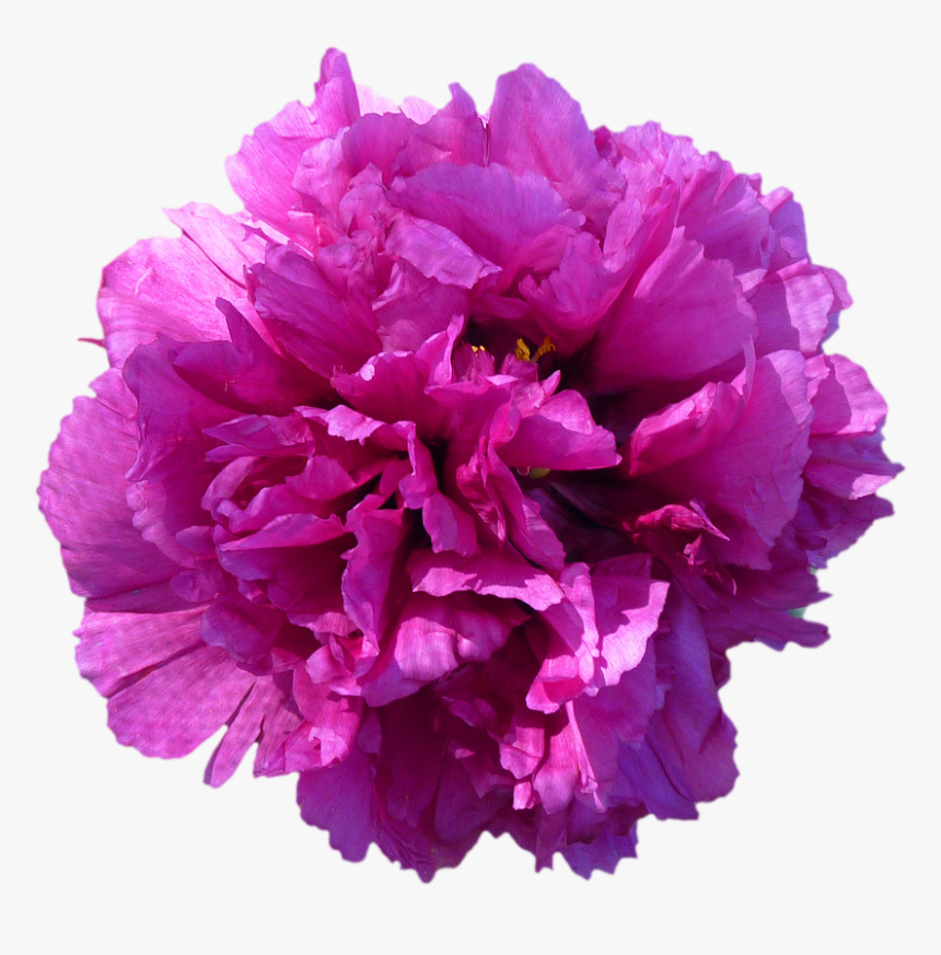 Red Purple Flowers Png, Transparent Png