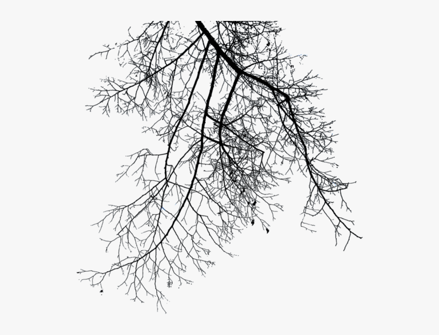 Winter Tree Branch Png, Transparent Png