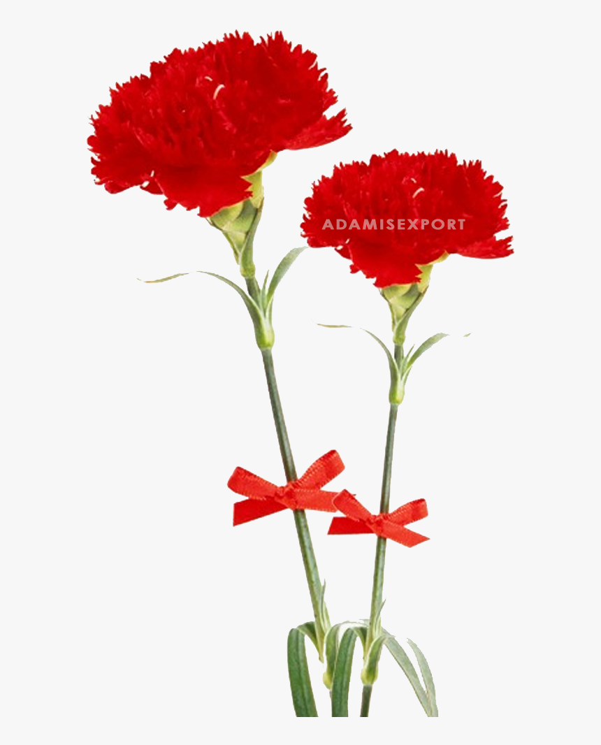 Dia Delas Madres Sin Texto, HD Png Download