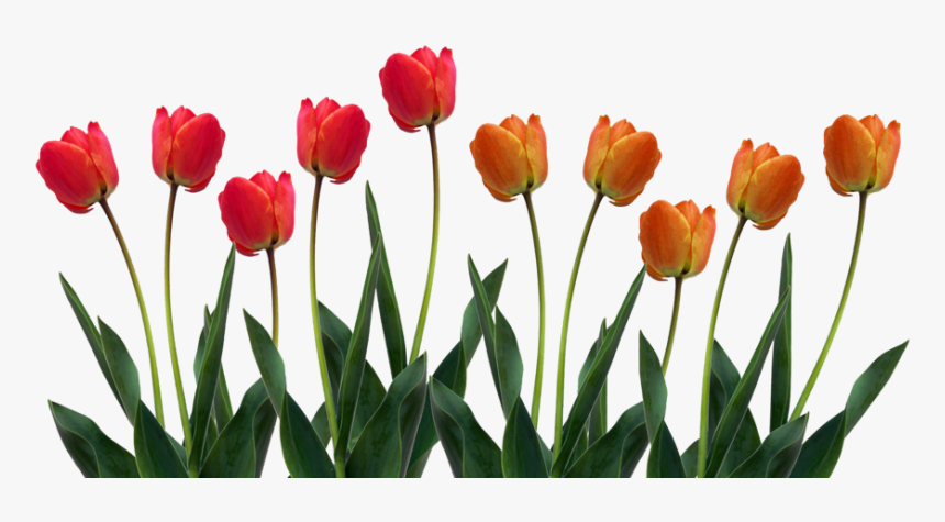 Tulip Png Images Clipart - Tulips Clipart, Transparent Png
