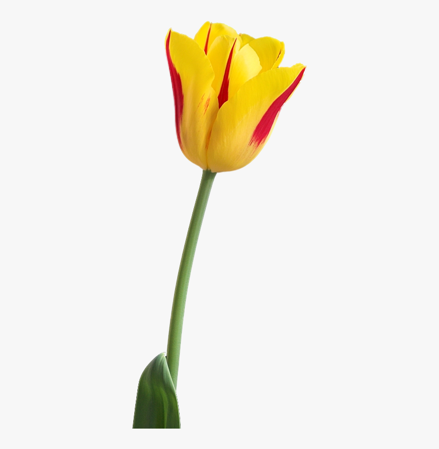 Tulip Flower Hd Png, Transparent Png