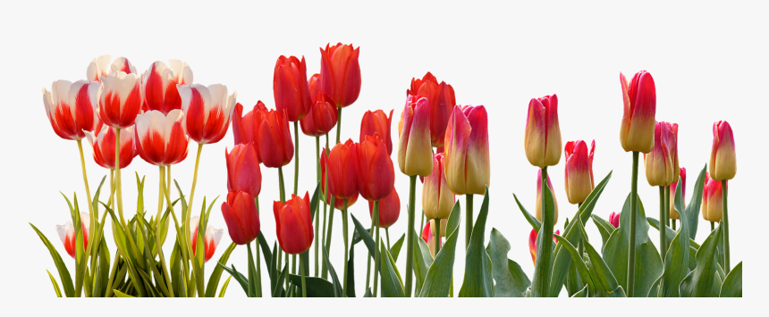 Transparent Hyacinth Png - Tulip Flower Garden Png, Png Download