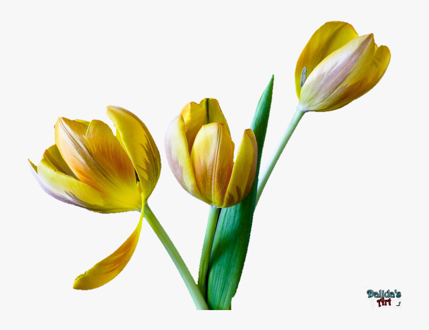 Transparent Tulip Flower Clipart - Tulip, HD Png Download