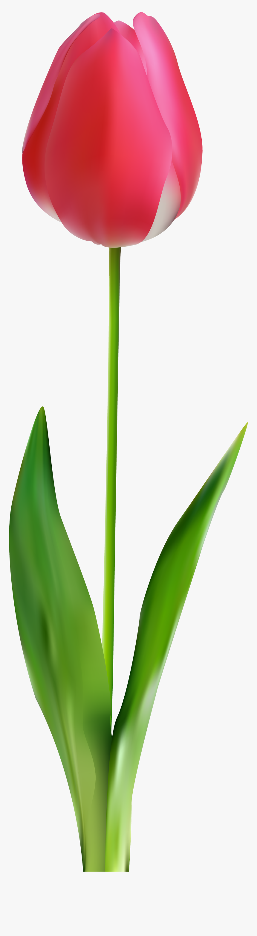 Tulip Png Clip Art - Lily Family, Transparent Png