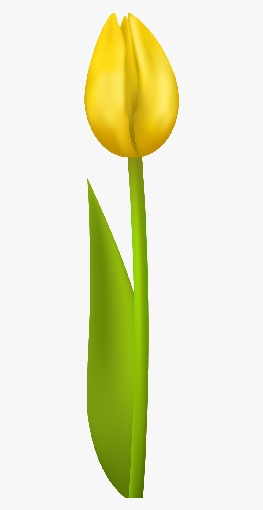 Yellow Tulip Clipart No Background, HD Png Download