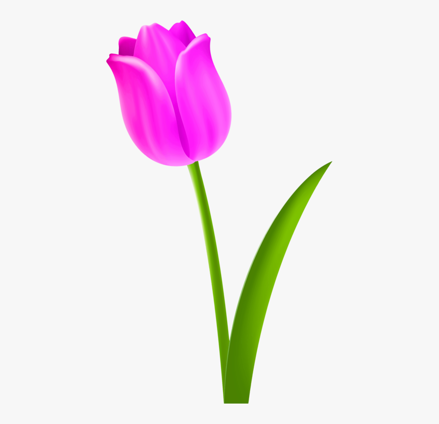 Flower Clipart Tulip Petal - Clipart Of Tulip Flower, HD Png Download