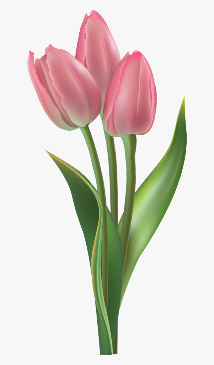 Tulip Transparent Easter - ดอก ทิว ลิ ป ภาพ วาด, HD Png Download