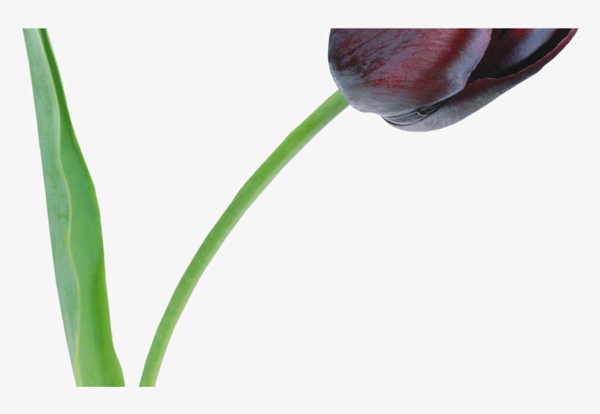 Large Black Tulip Png Clipart Flower Tulip Pinterest - Rose, Transparent Png