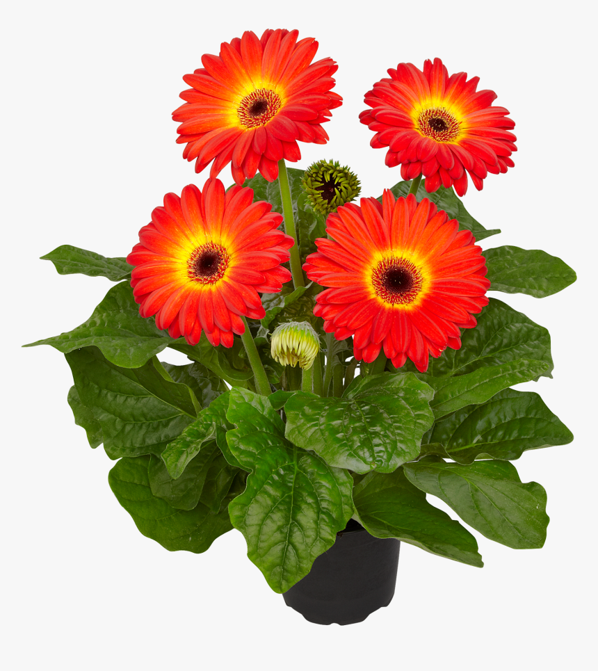 Barberton Daisy, HD Png Download