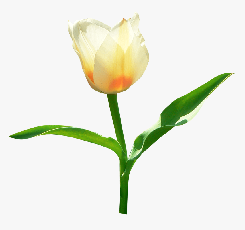 Single White Tulip - Transparent Tulip Png, Png Download