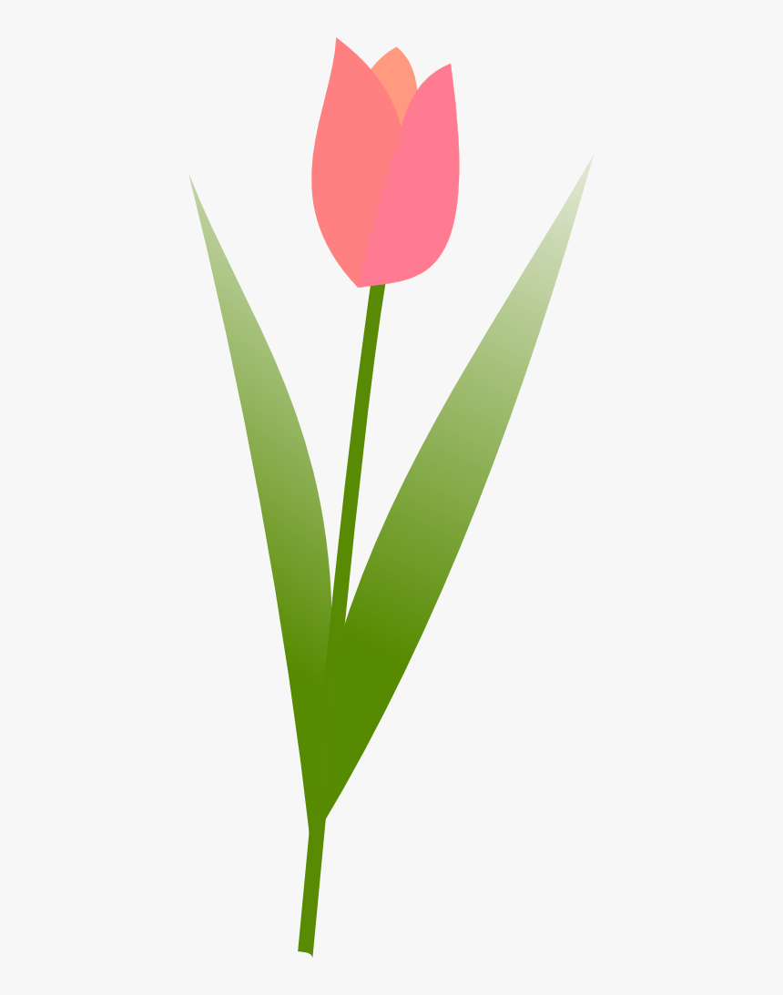 Tulip Flower Valentine 555px - Tulip, HD Png Download