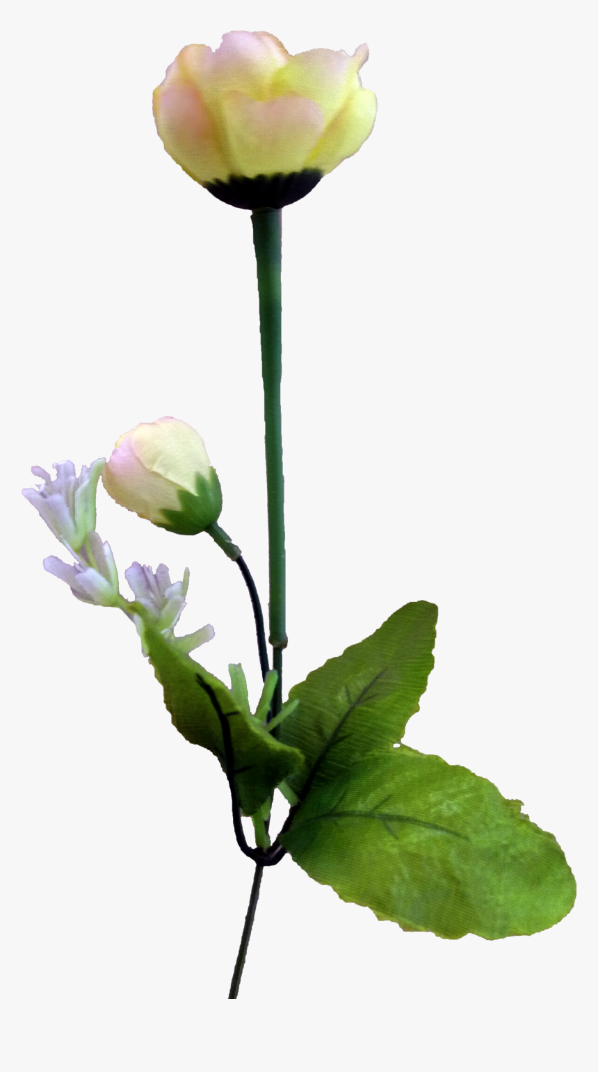 Transparent Tulip Flower Png - Flower, Png Download