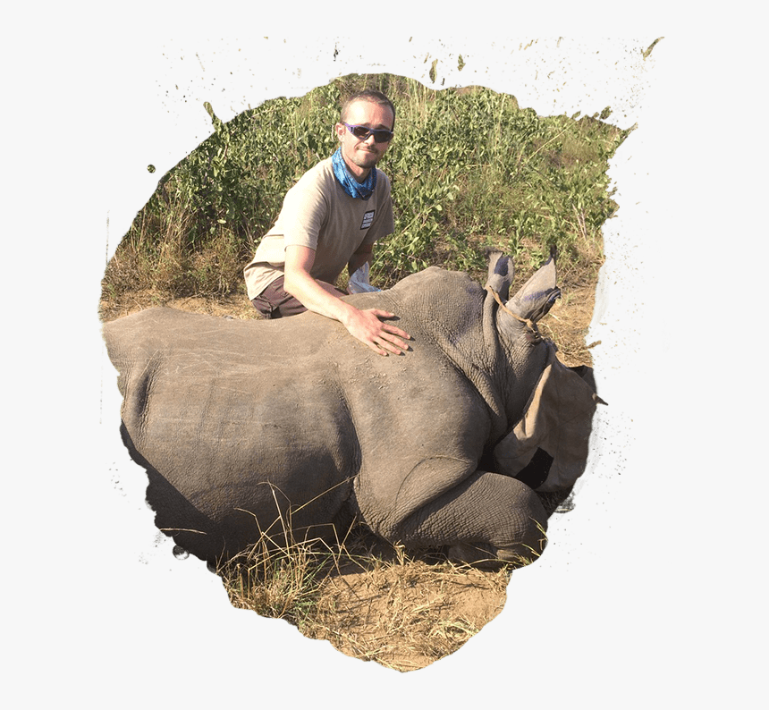 Elephant Wild Animals African Wild, HD Png Download