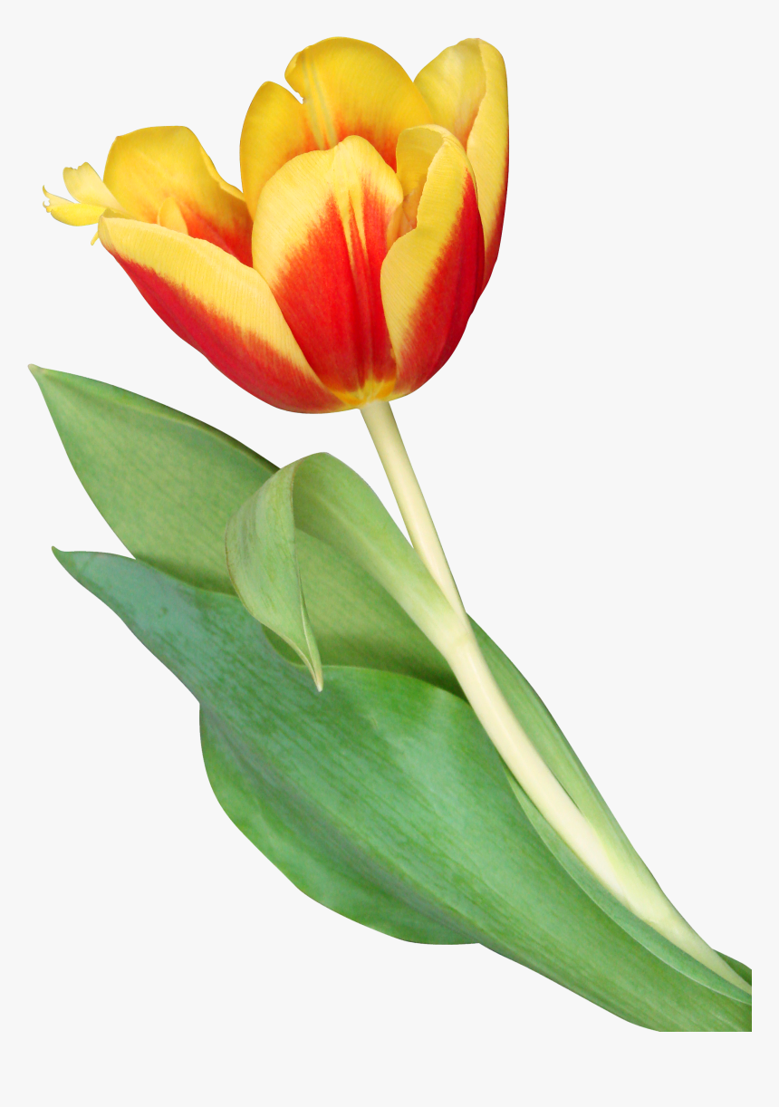 Transparent Orange Tulip Png, Png Download